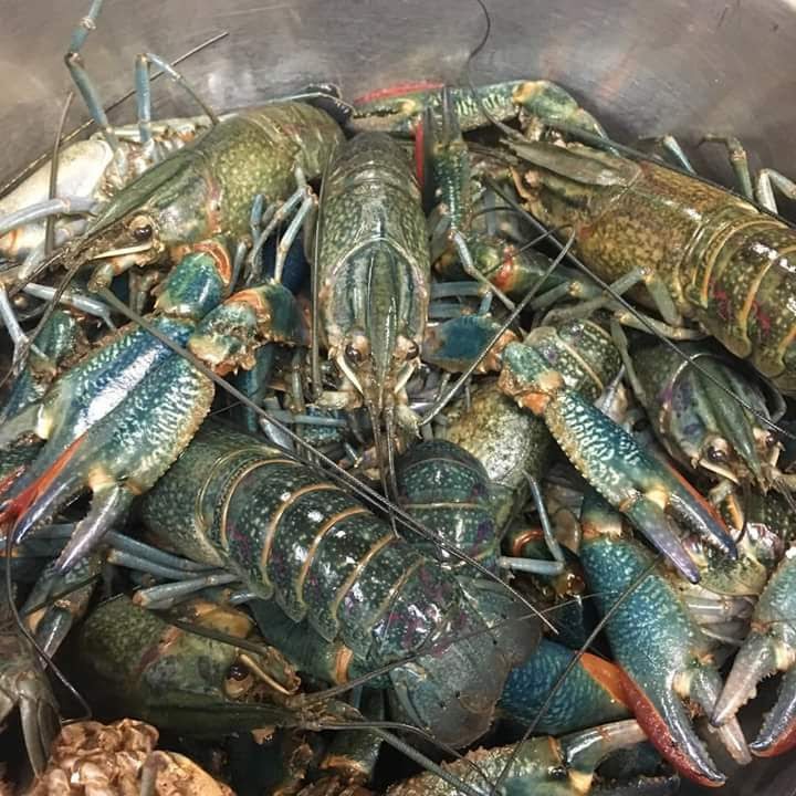 Live / Frozen Crayfish